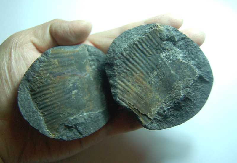 尼泊尔产头足纲动物化石，无底价拍