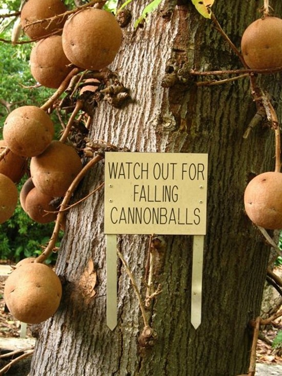 Cannonball Tree.jpg