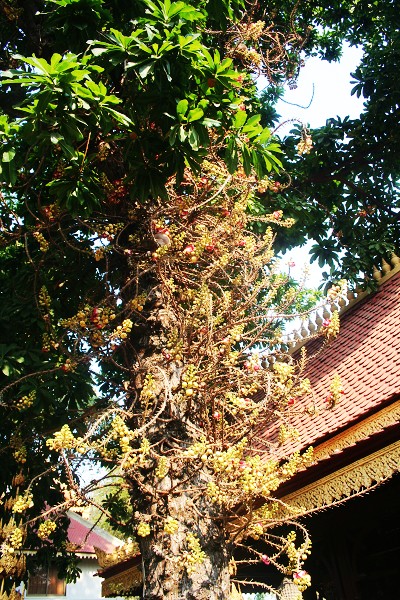 柬埔寨皇宫里的炮弹树.jpg