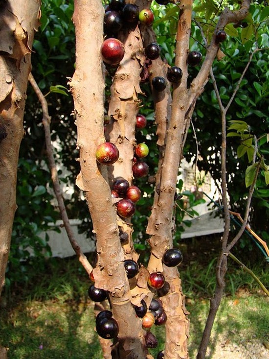 Brazilian Grape Tree2.jpg
