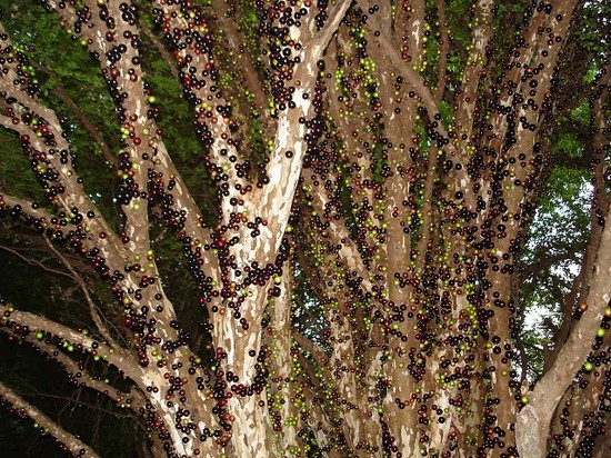 Brazilian Grape Tree4.jpg