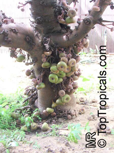 木瓜榕（Ficus auriculata Lour.）  6.jpg