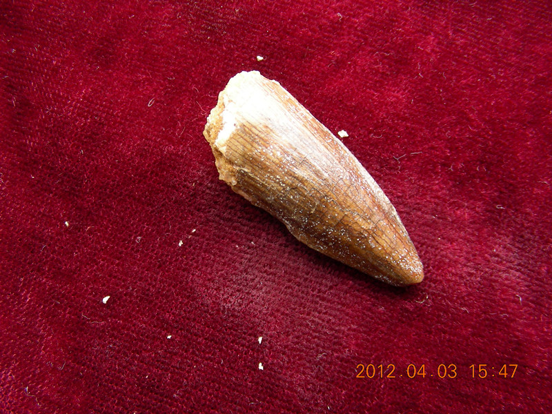 Mk.16摩洛哥棘龙（S. marocannus）牙齿产地：摩洛哥 时代白垩世_.jpg