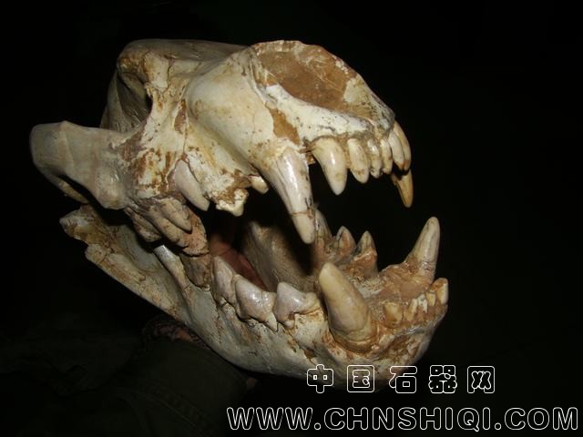 巨鬣狗幼崽2.JPG