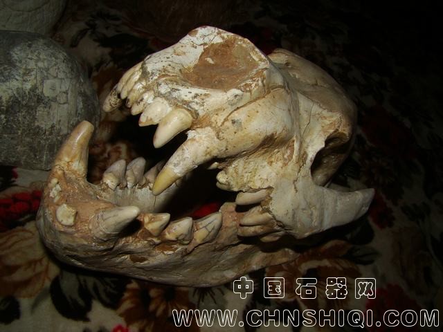 巨鬣狗幼崽3.JPG