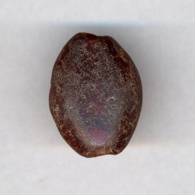 AN00080883_001_l[1]红玉髓-86号墓1650BC-1050BC.jpg