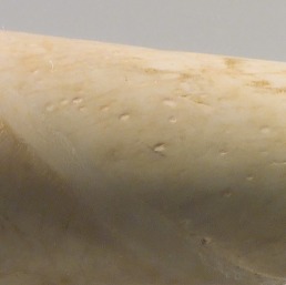 0贝壳珠子 (8.71 cm) 2700–2600 B.C.(2)4_0.jpg