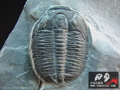 cambrian_trilobite.jpg