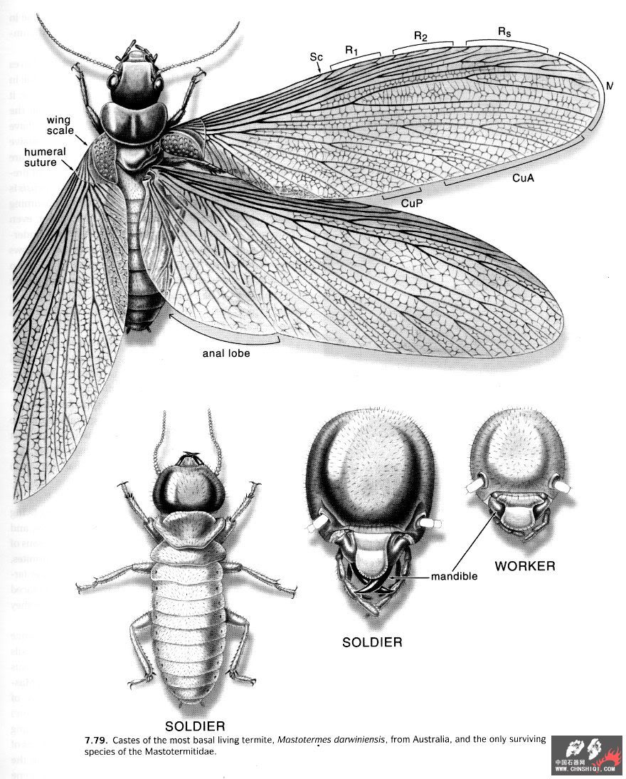 Mastotermes.jpg