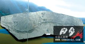 周氏黔鱼龙真假化石的对比。假化石由三段化石拼凑而成，箭头所指处为拼接处。.jpg