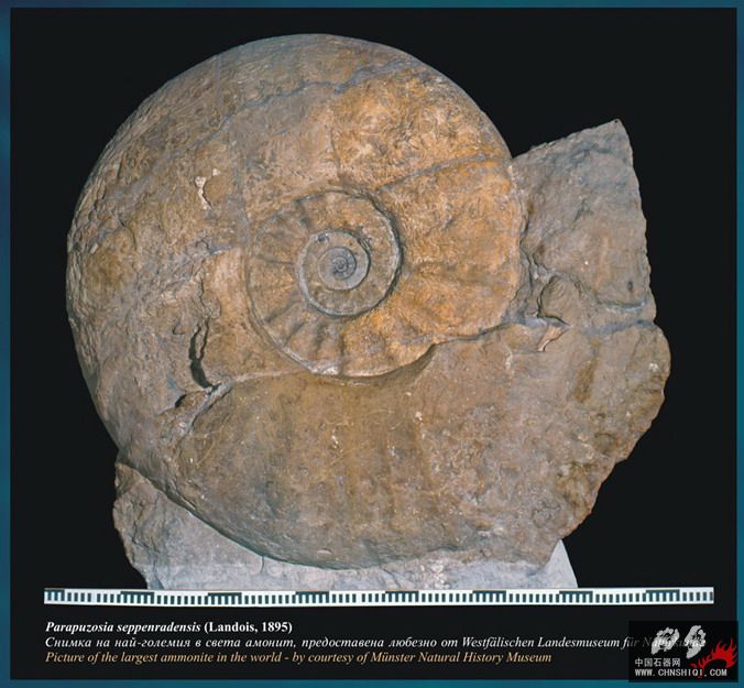 big_ammonite.jpg