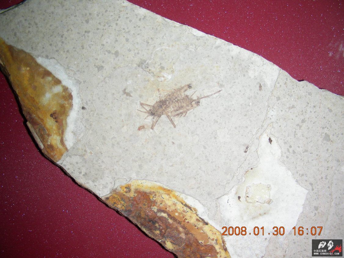 DMk-5蟋蟀科（暂定）产地凌源。时代：晚侏罗纪.JPG
