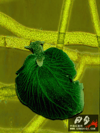 绿叶海蜗牛1.gif