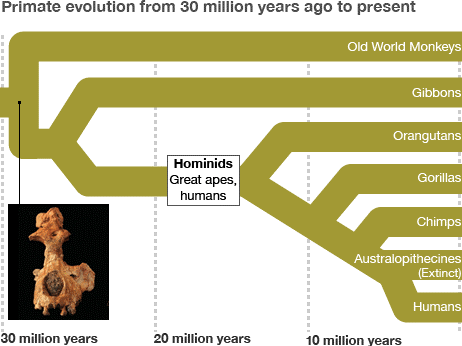 人猿分化简图.gif