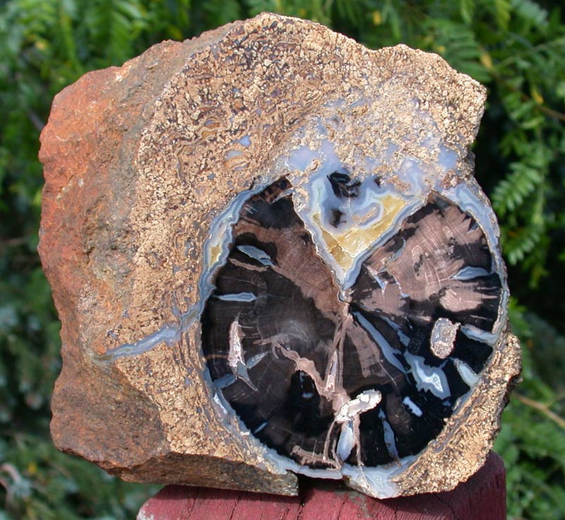 Blue forest fossil wood with algae.jpg