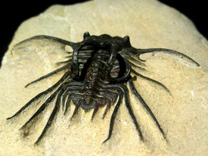 dicranurus_1150_2.jpg