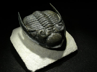 trilobite_metacantina_2ep.jpg