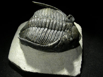 trilobite_metacantina_1ep.jpg