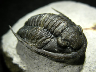 trilobite_proetus_1cp.jpg