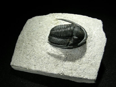 trilobite_proetus_2ap.jpg