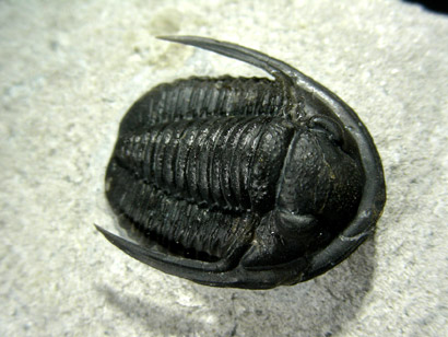 trilobite_proetus_2cp.jpg