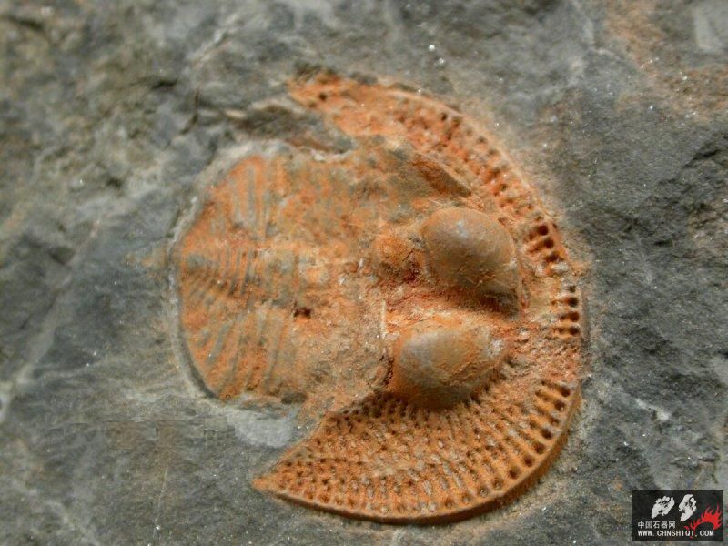 Nankinolithus Trilobite3.jpg
