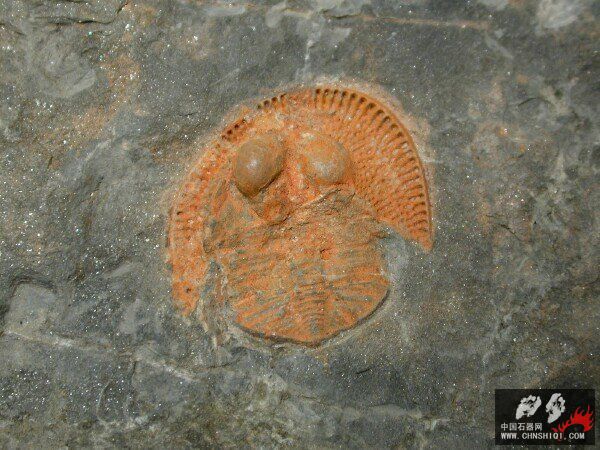 Nankinolithus Trilobite5.jpg