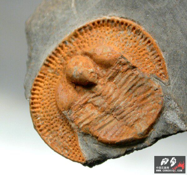 Nankinolithus Trilobite2.jpg