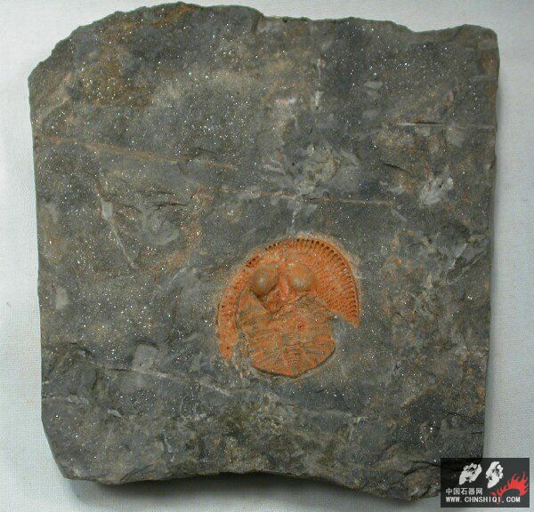 Nankinolithus Trilobite4.jpg