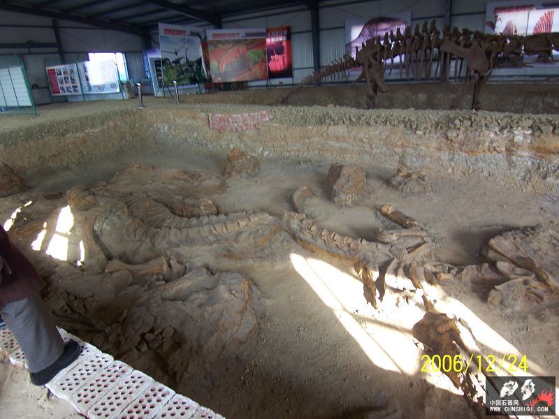 恐龙化石5.jpg