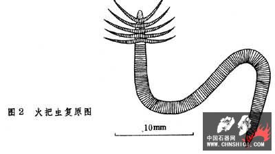 火把虫.jpg