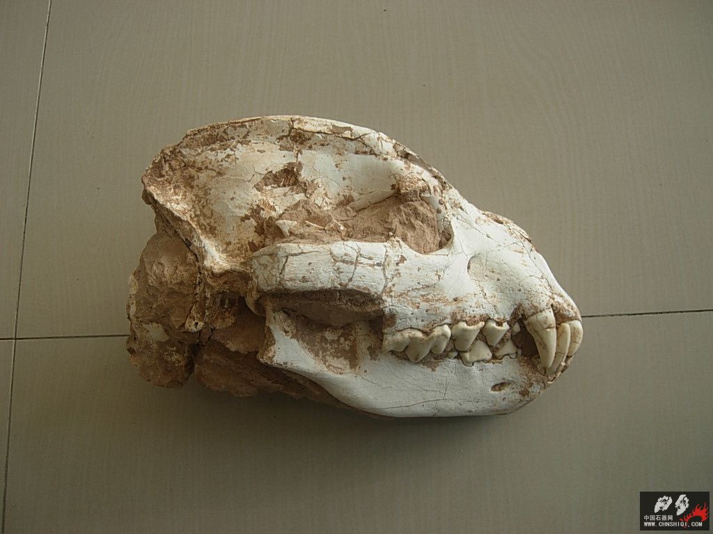 斑鬣狗4 (1).jpg
